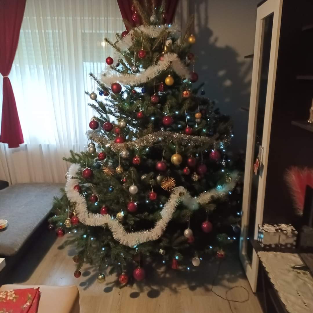 Najljepši borovi na Božić 2023. Najljepši borovi na Božić 2023.