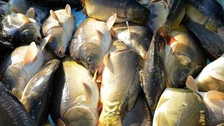 šarani šaran riba šarani šaran riba