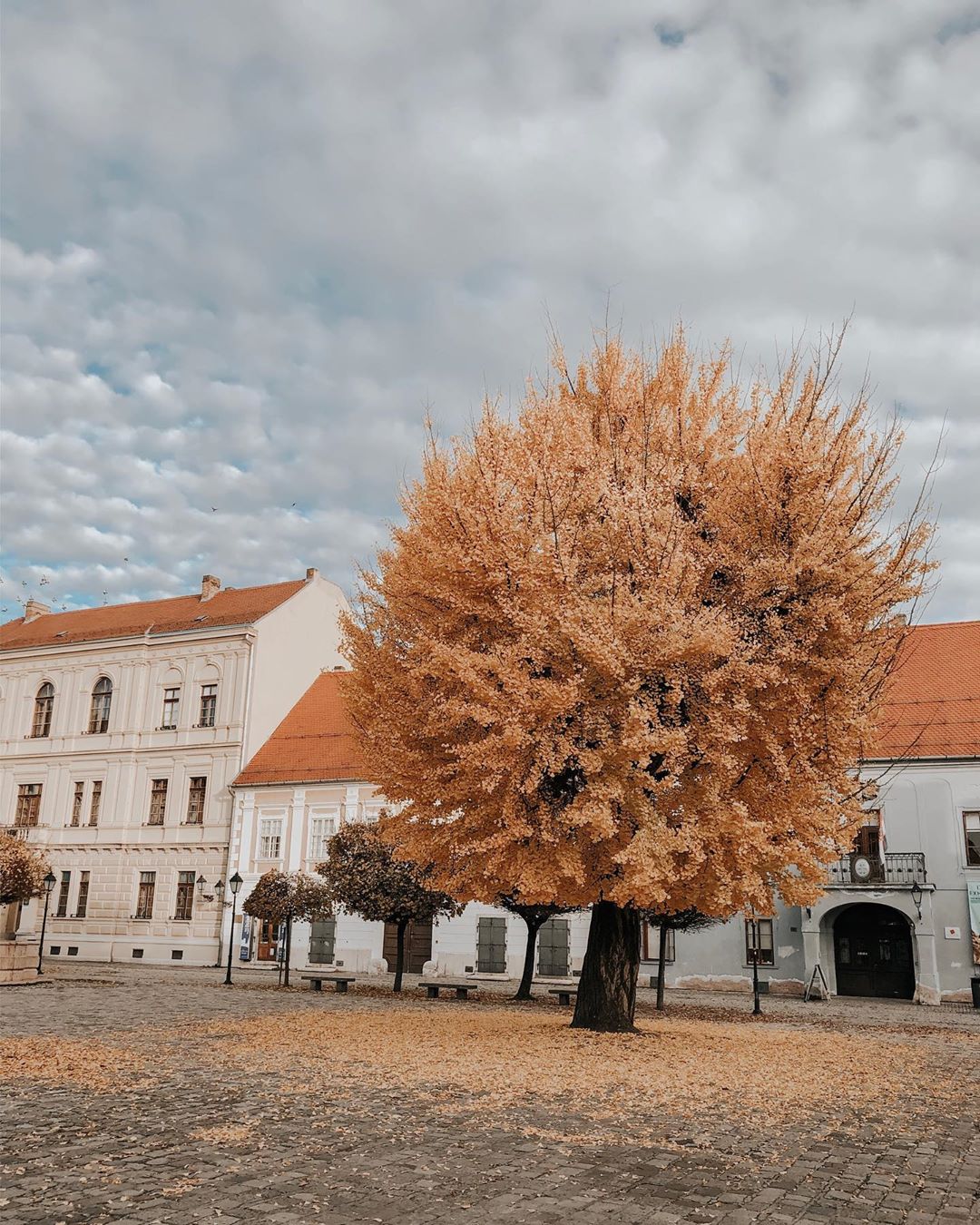 Ginko u osječkoj Tvrđi