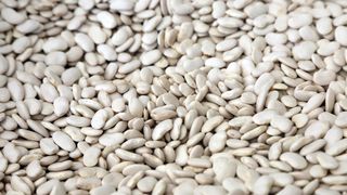 bijeli grah bijeli grah