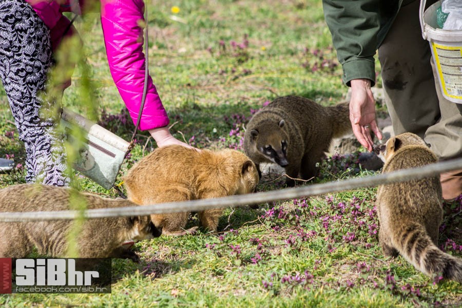 zoo_vrt_05