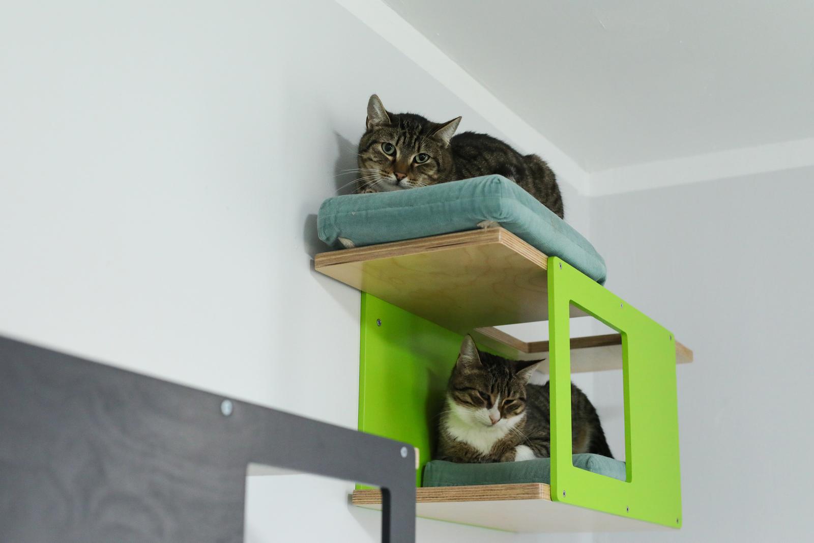 Udruga 9 života Udruga 9 života