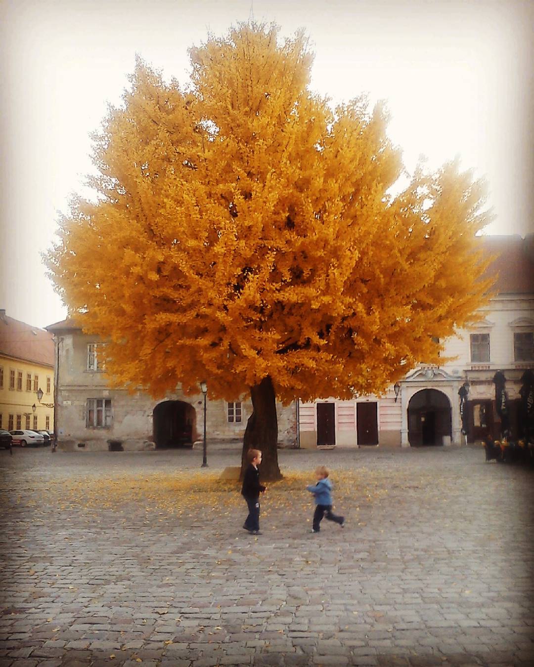 Ginko u osječkoj Tvrđi