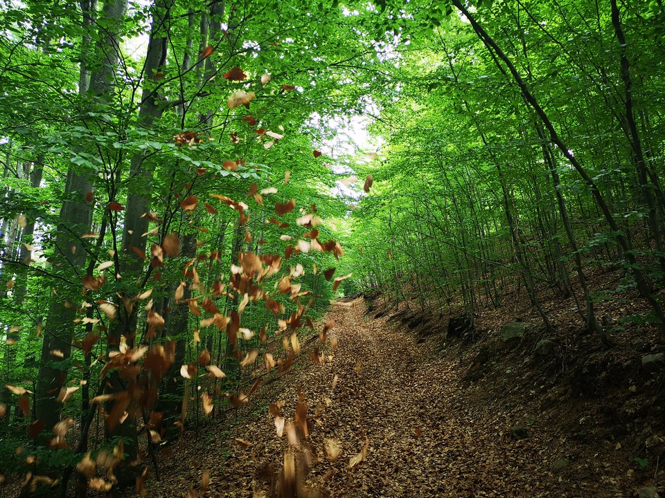 Park prirode Papuk