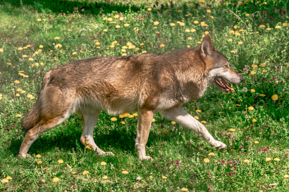 ZOO vrt  Osijek u proljeće