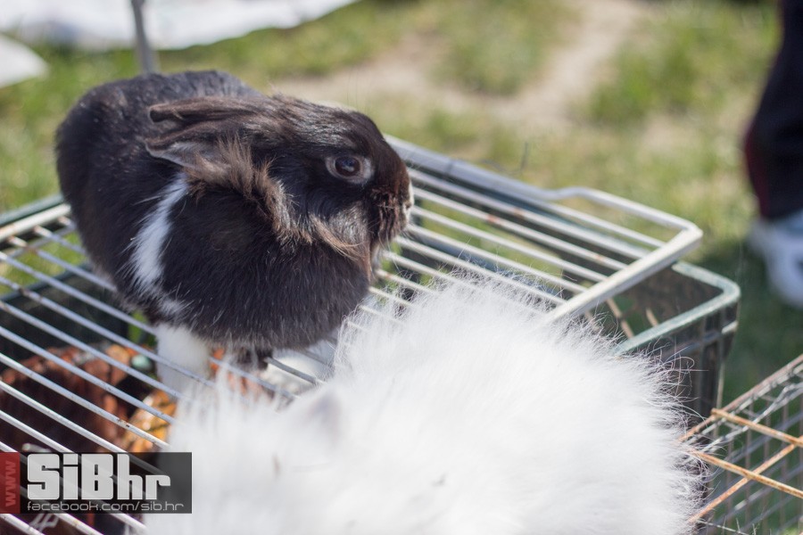 nedjelja_na_autopiji_osijek_34