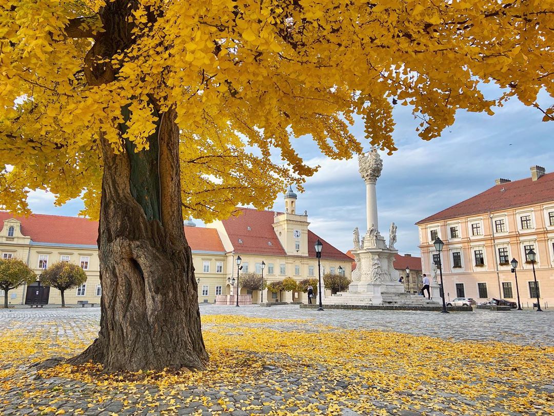 Ginko u osječkoj Tvrđi