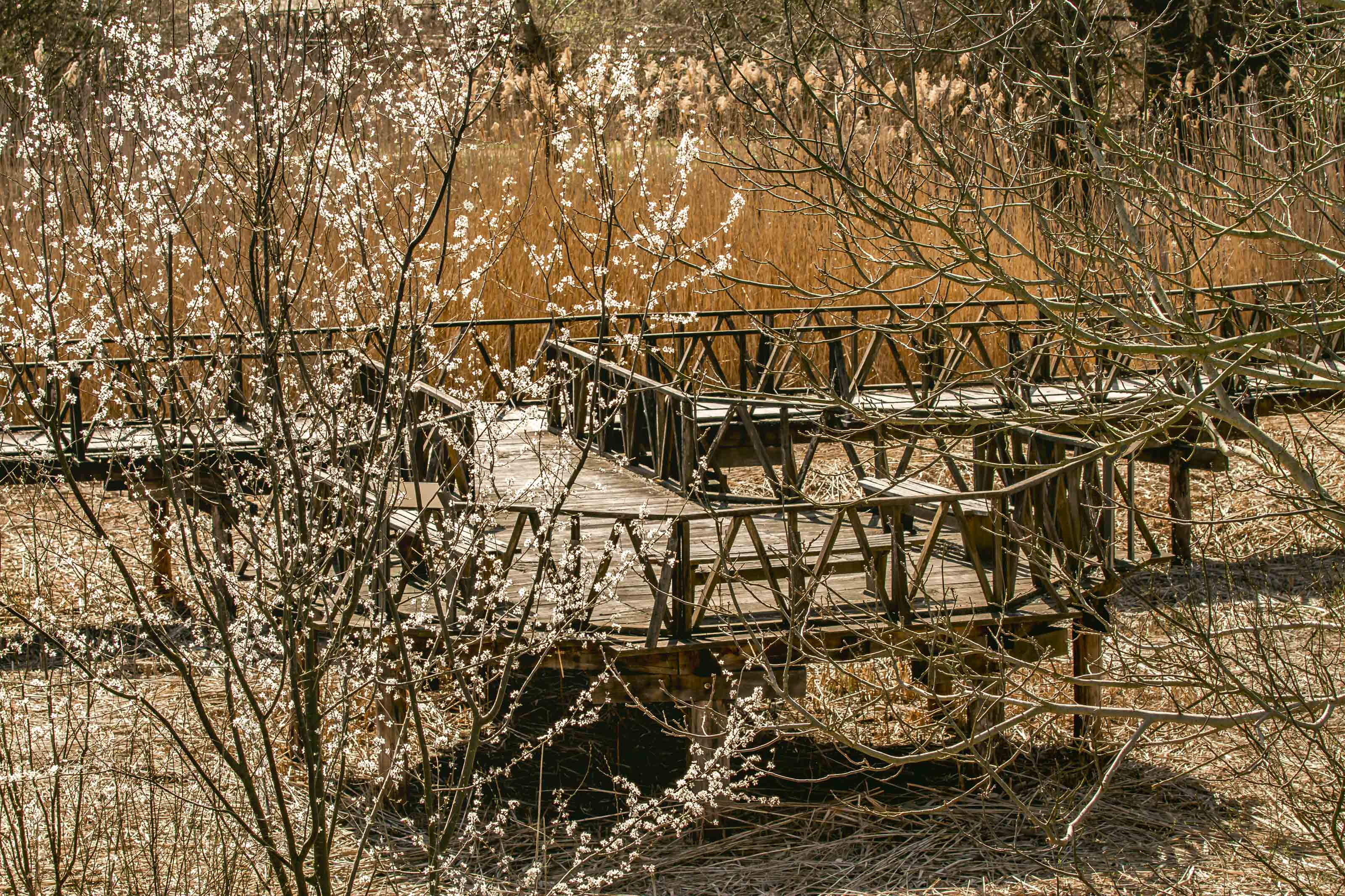 Kopački rit ožujak 2023. Kopački rit ožujak 2023.