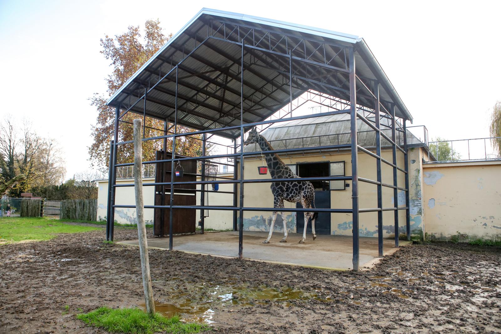 Žirafa Jonathan bira pobjednika Žirafa Jonathan bira pobjednika