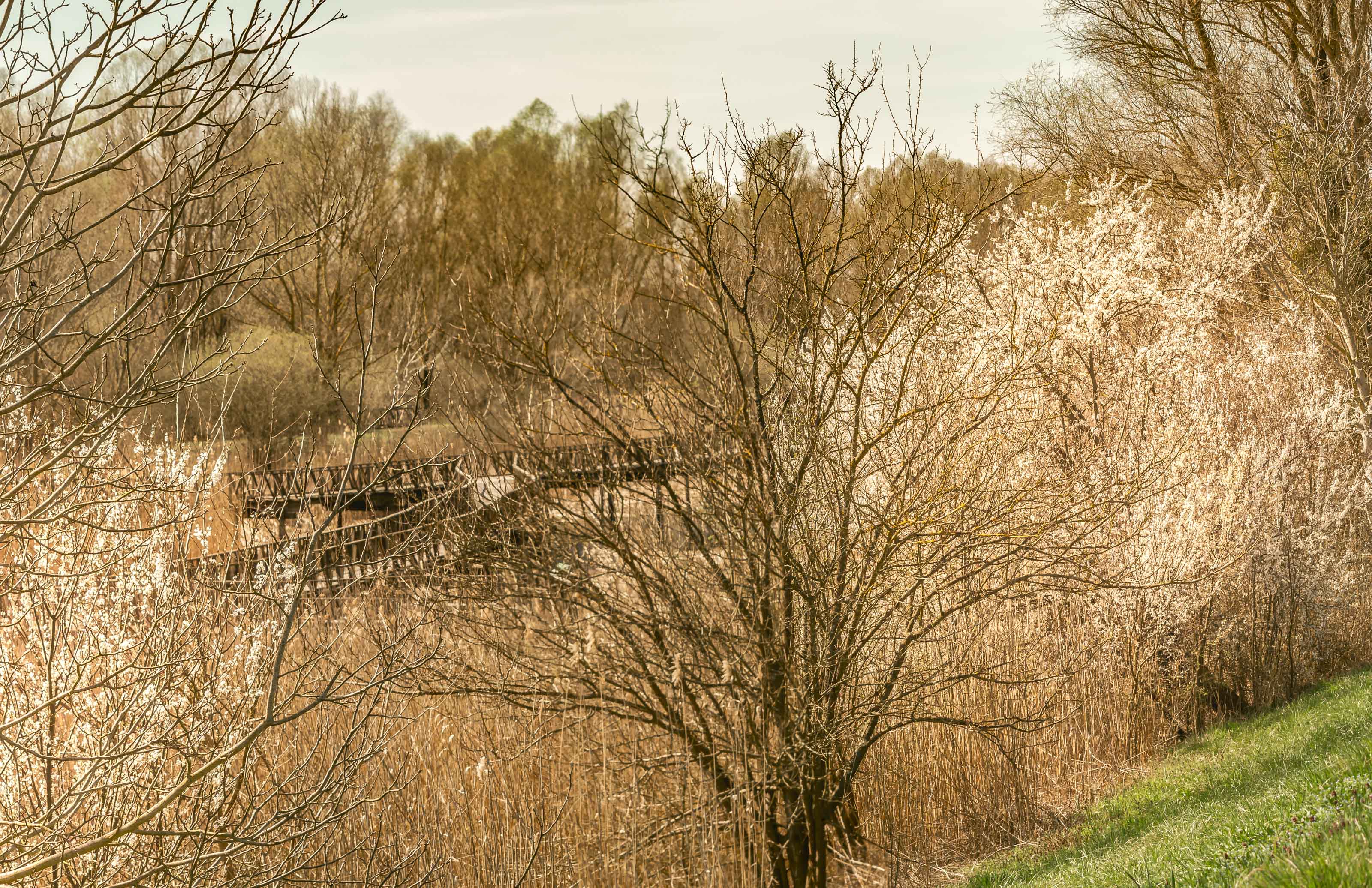 Kopački rit ožujak 2023. Kopački rit ožujak 2023.