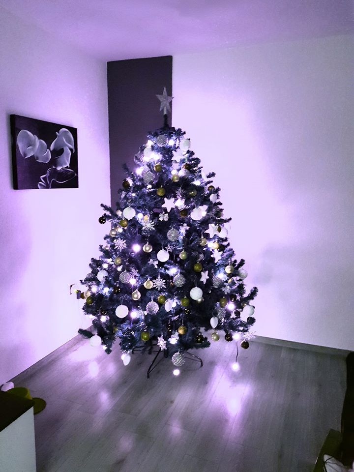 Borovi čitatelja portala SiB.hr