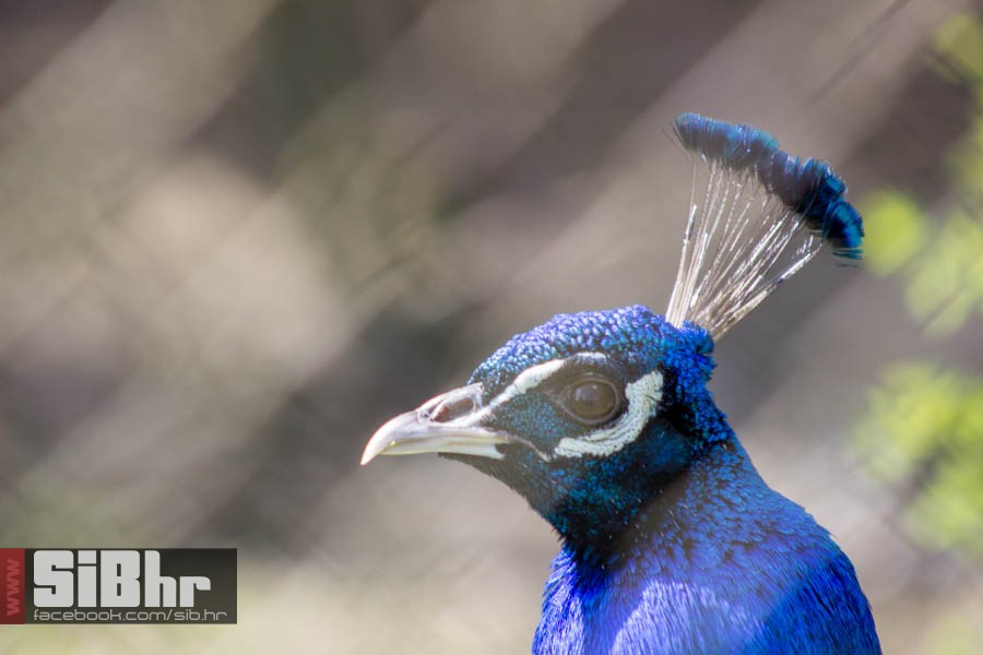 zoo_vrt_74