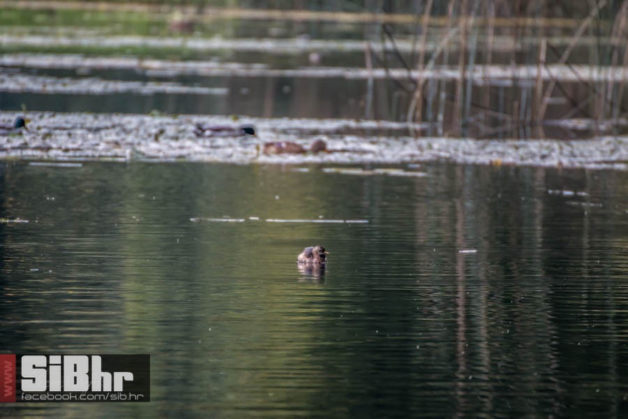 park_prirode_jankovac_19