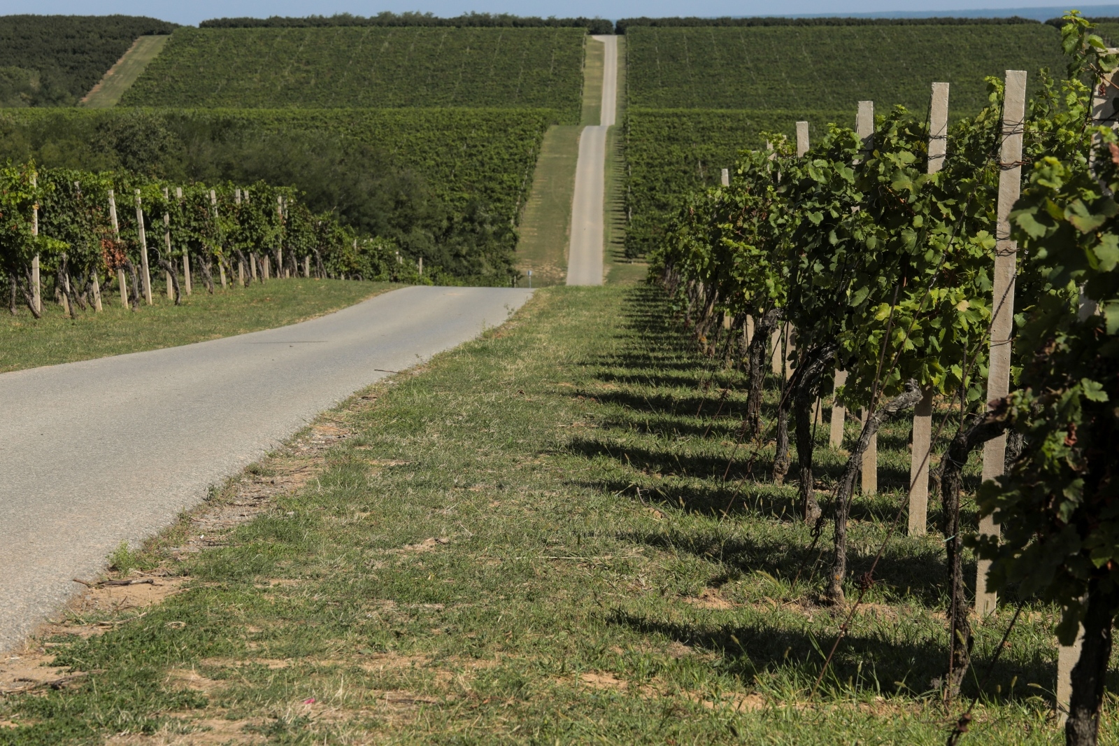 Baranjski vinogradi