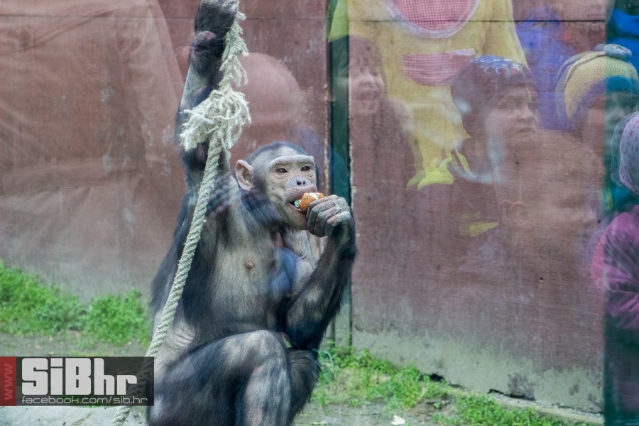 zoo_uskrs_2016_sibhr_69