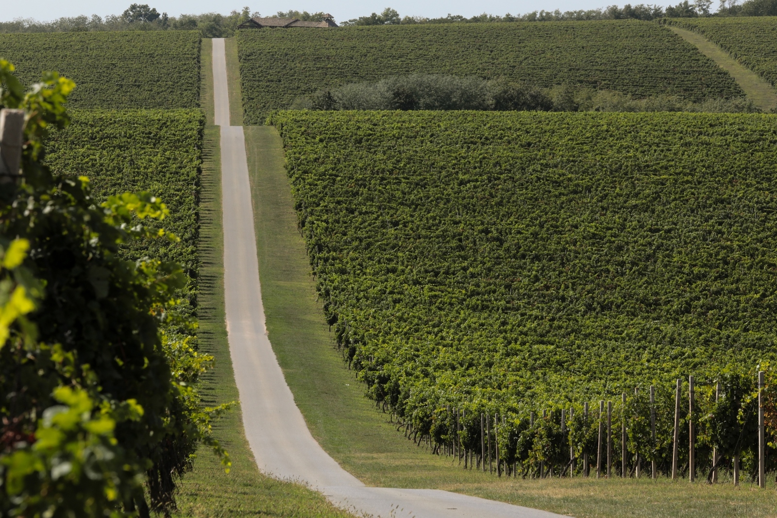 Baranjski vinogradi