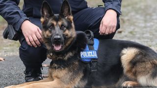 policijski pas policijski pas