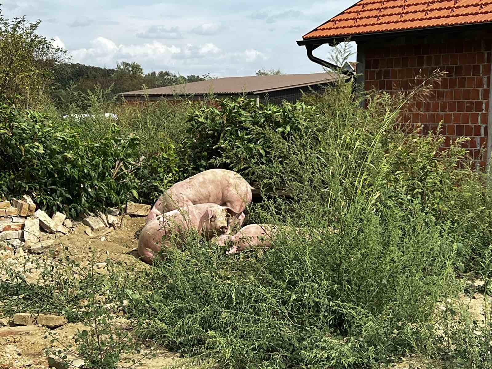 Nesreća kamiona s svinjama