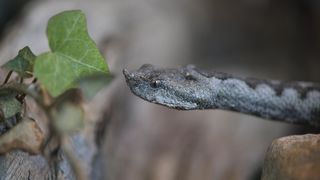 zmija poskok zmija poskok