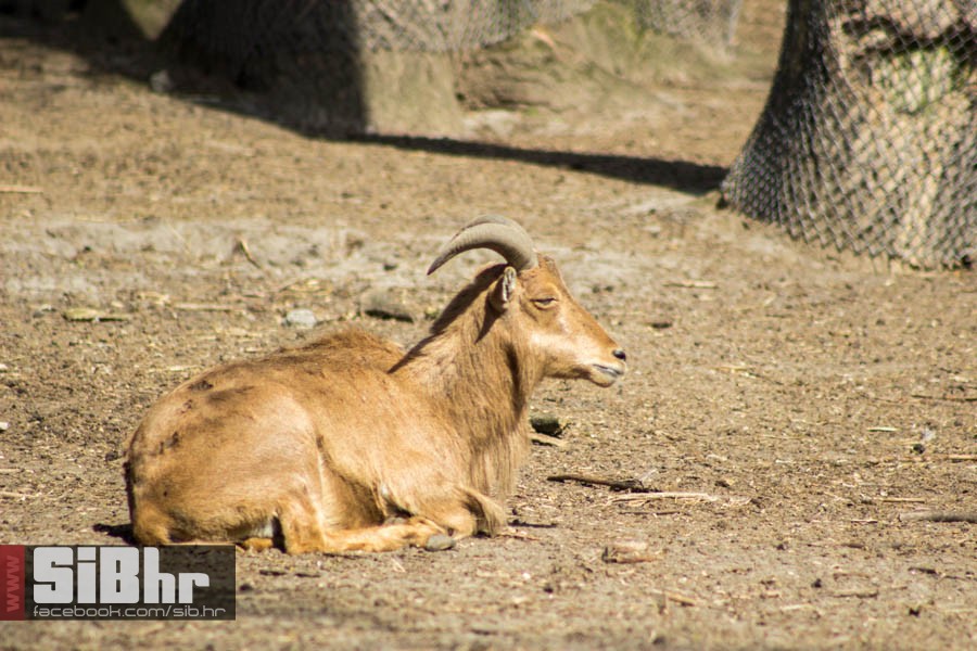 zoo_vrt_66