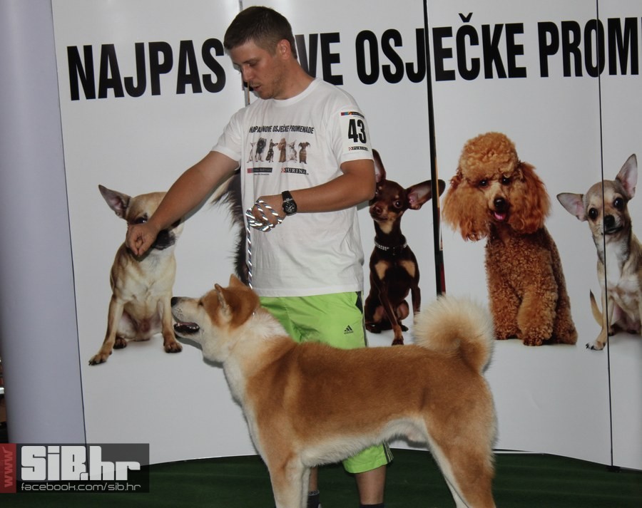 najpas_sibhr_49