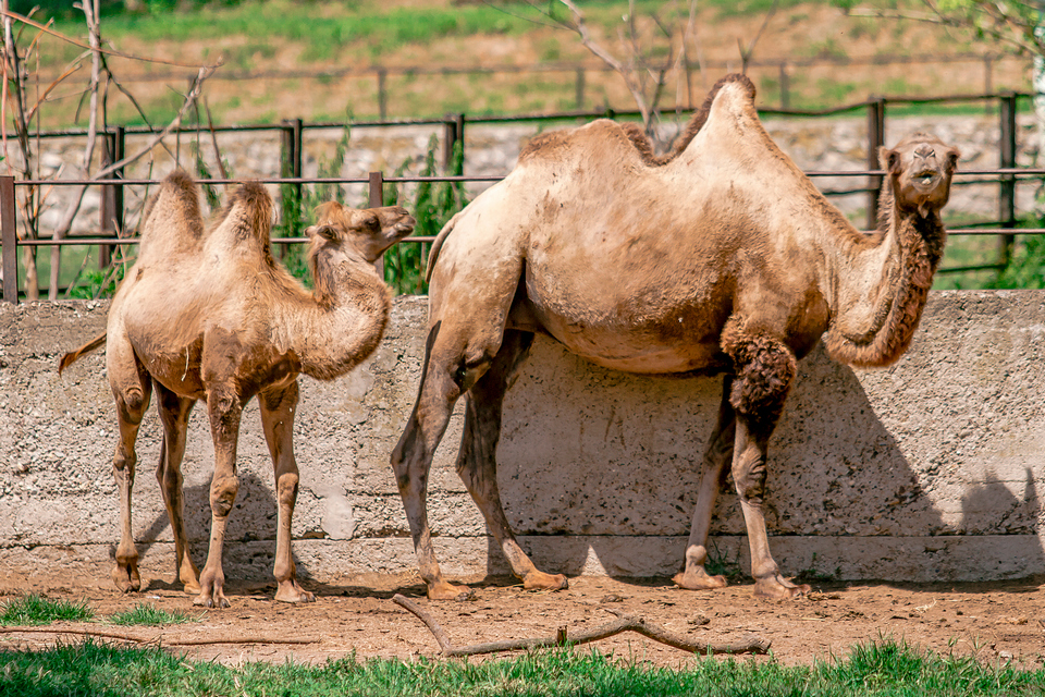 ZOO vrt  Osijek u proljeće