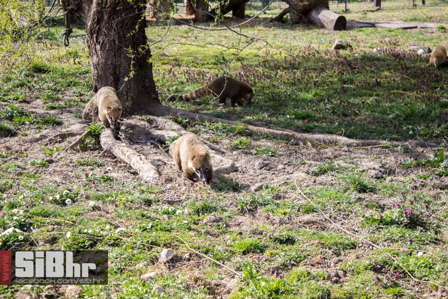 zoo_vrt_11