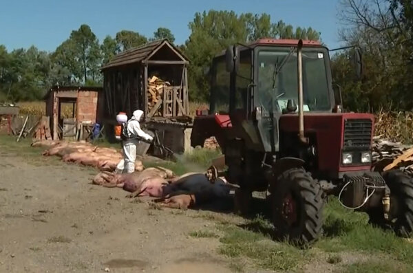 afrička svinjska kuga