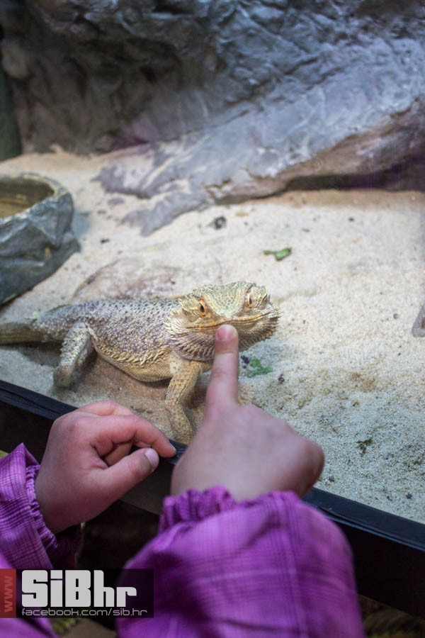 zoo_vrt_104