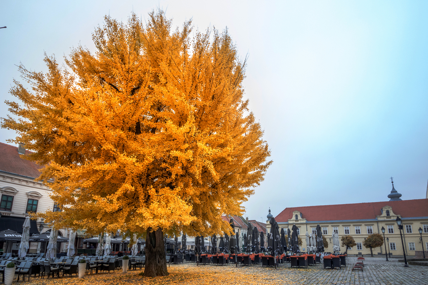 Ginko u Tvrđi i ove godine pokazuje svu svoju ljepotu i raskoš