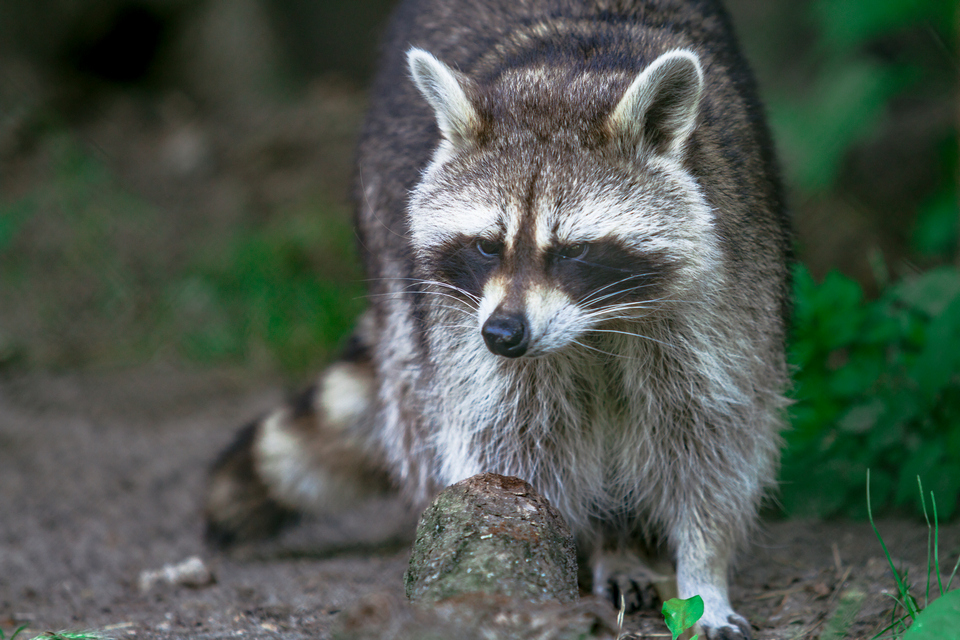 ZOO vrt  Osijek u proljeće