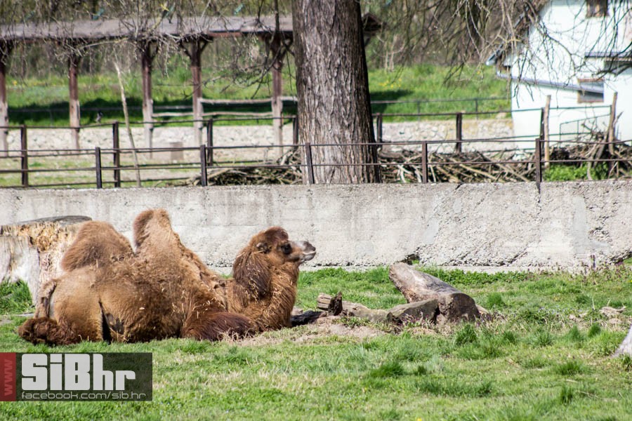 zoo_vrt_83