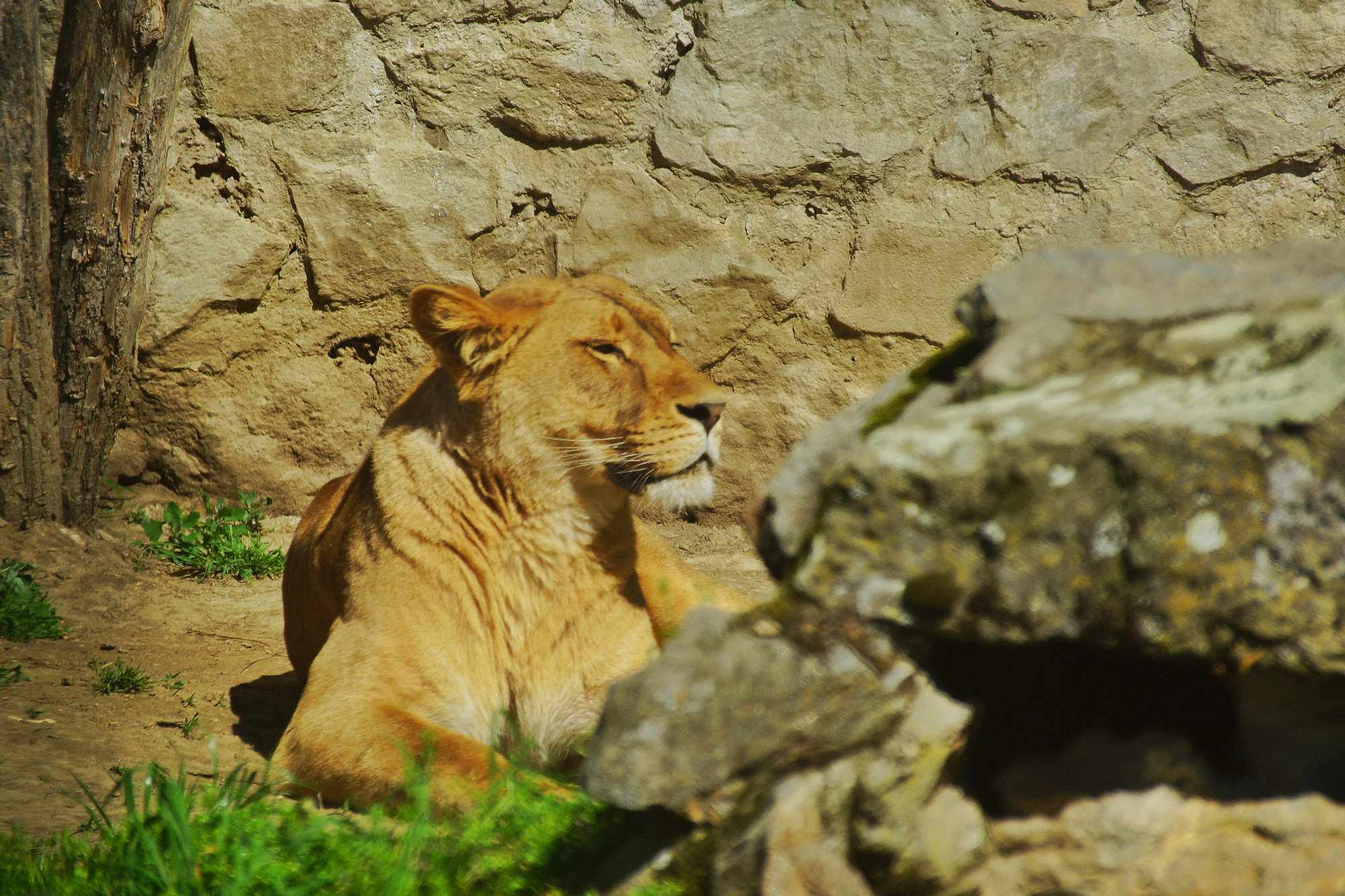 Grad na Dravi, Zoološki vrt i Kopački rit iz perspektive Tonija Šimunića