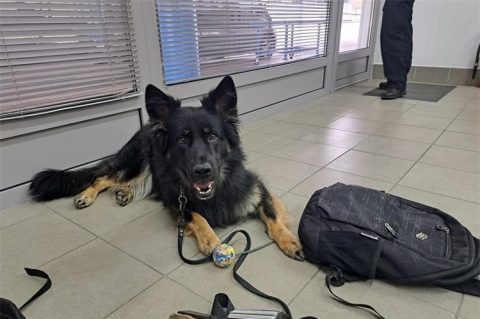 pas carina gp erdut pas carina gp erdut