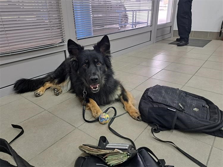 pas carina gp erdut pas carina gp erdut