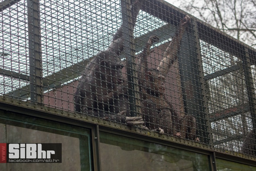 zoo_uskrs_2016_sibhr_65