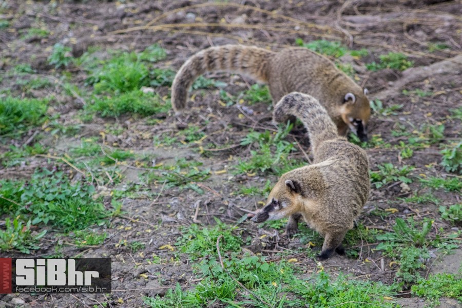 zoo_uskrs_2016_sibhr_20