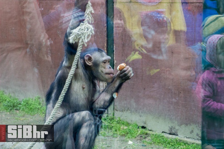 zoo_uskrs_2016_sibhr_68
