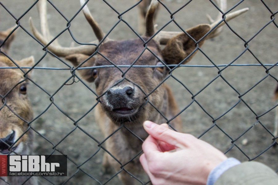 zoo_uskrs_2016_sibhr_142