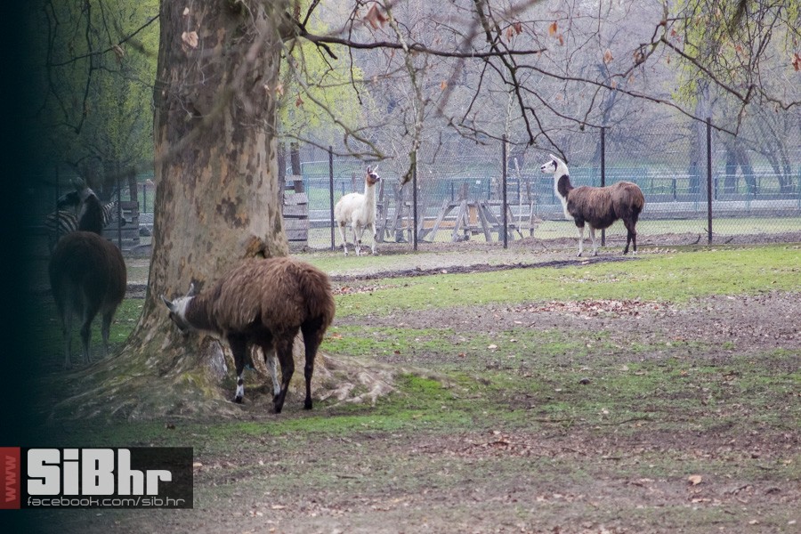 zoo_uskrs_2016_sibhr_47