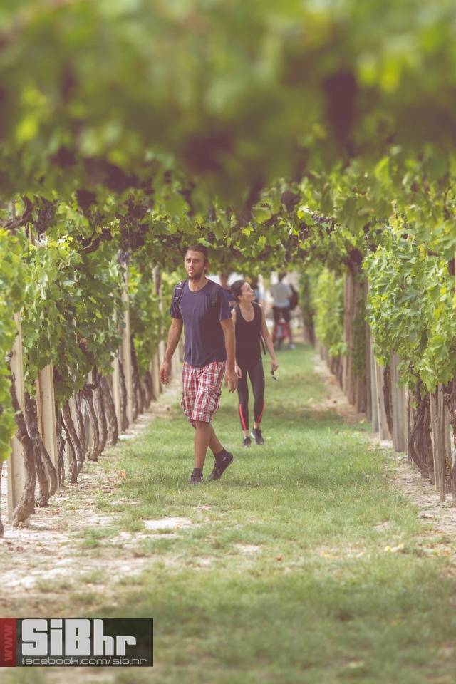 wine_bike_fest_2017_9