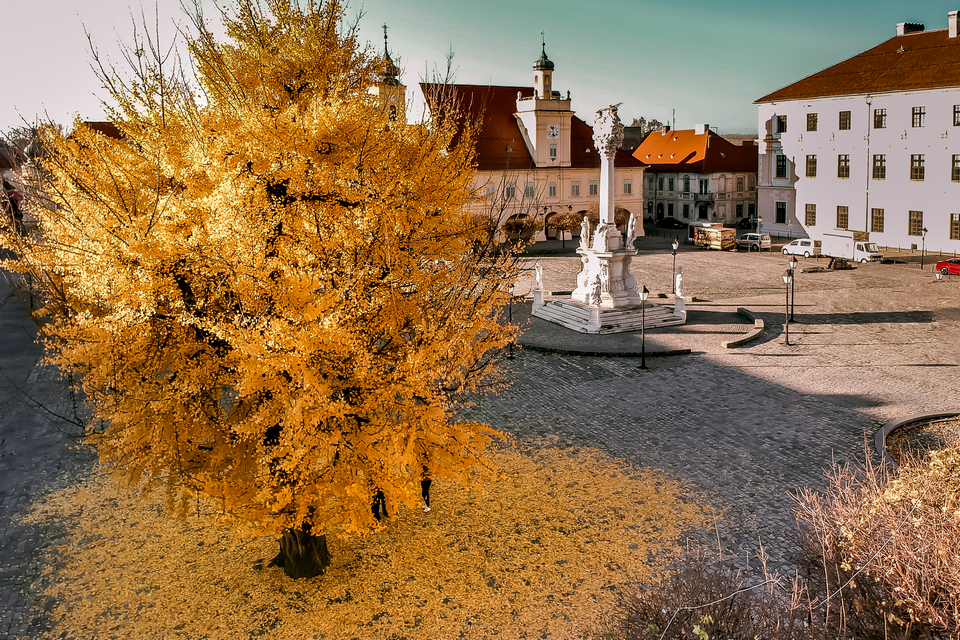 Ginko u osječkoj Tvrđi