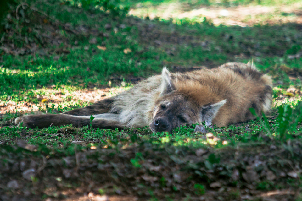 ZOO vrt  Osijek u proljeće