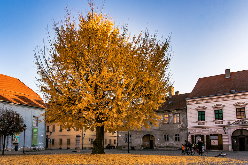 Ginko u osječkoj Tvrđi