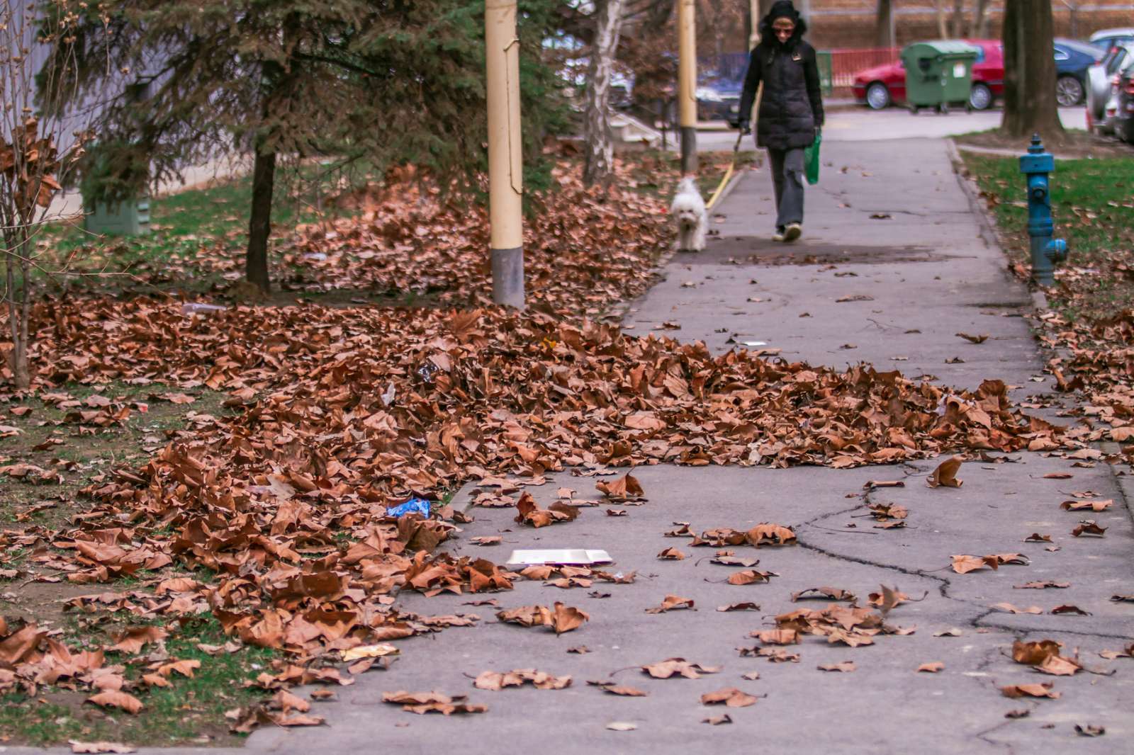 Vjetar pravi probleme po osječkim ulicama