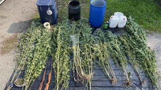 marihuana