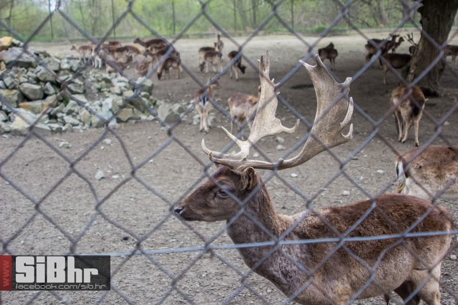 zoo_uskrs_2016_sibhr_146