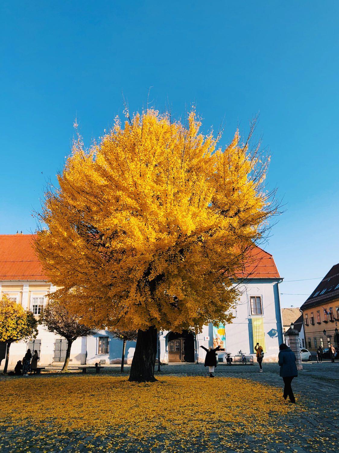 Ginko u osječkoj Tvrđi