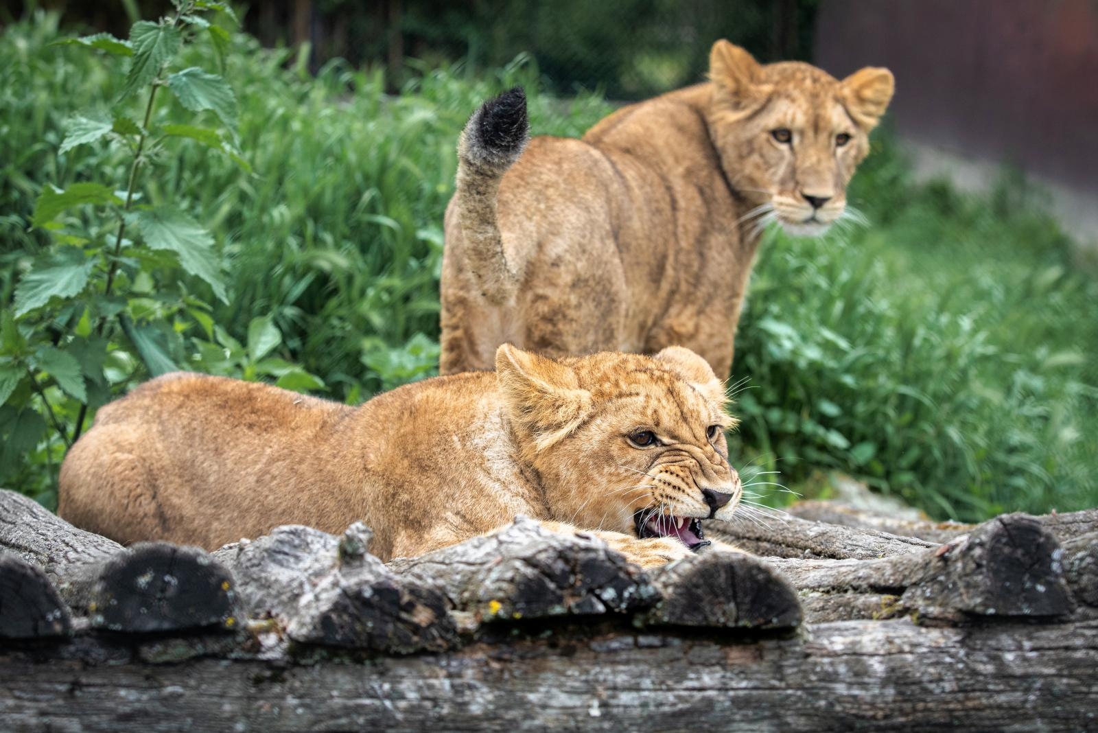 Novi stanovnici osječkog ZOO