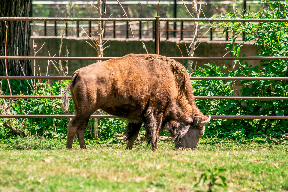 ZOO vrt  Osijek u proljeće